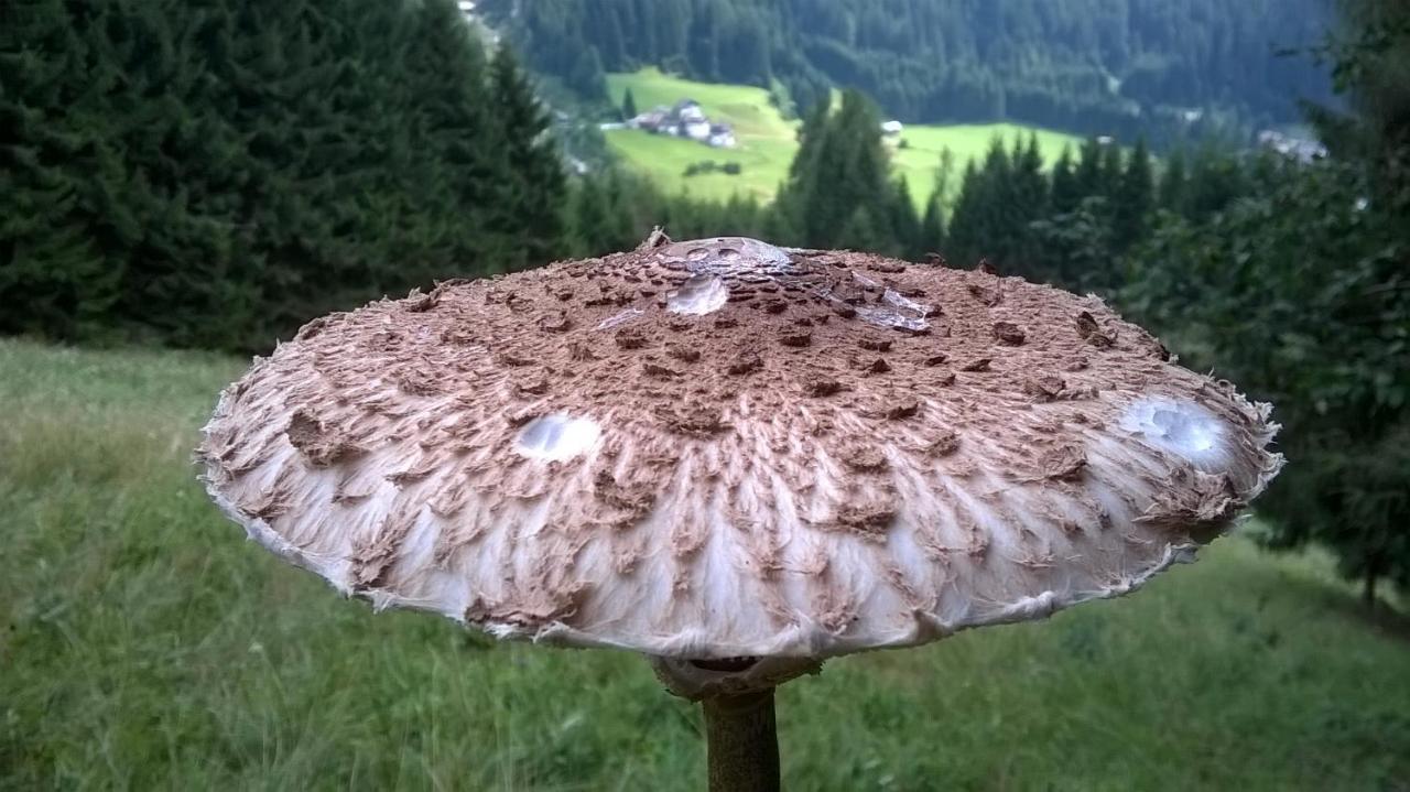 B&B Il Tulipano San Pietro di Cadore Buitenkant foto